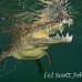 crocodile_american_chiq_jar_h_0574_cub2291.jpg